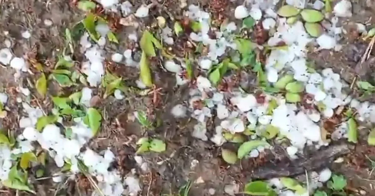 Li bajarê Meletiyê teyrokê li darên fêkiyên 52 tax û gundan xist