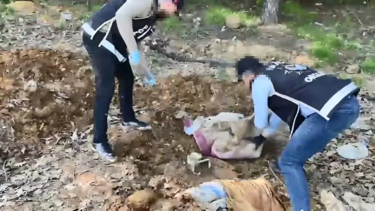 Li Stenbolê operasyona çekan