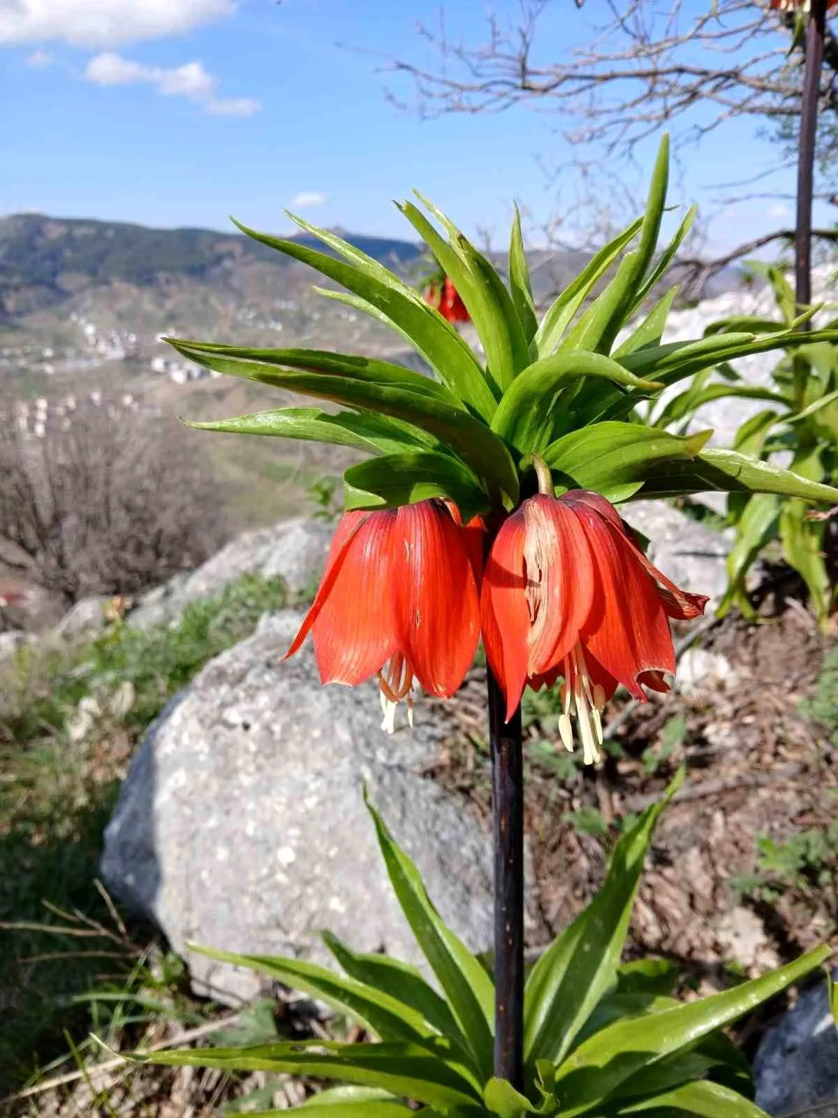 Gulên Guldexwîn, çiyayên navça Sincik a Semsûrê bi sorî xemilandin