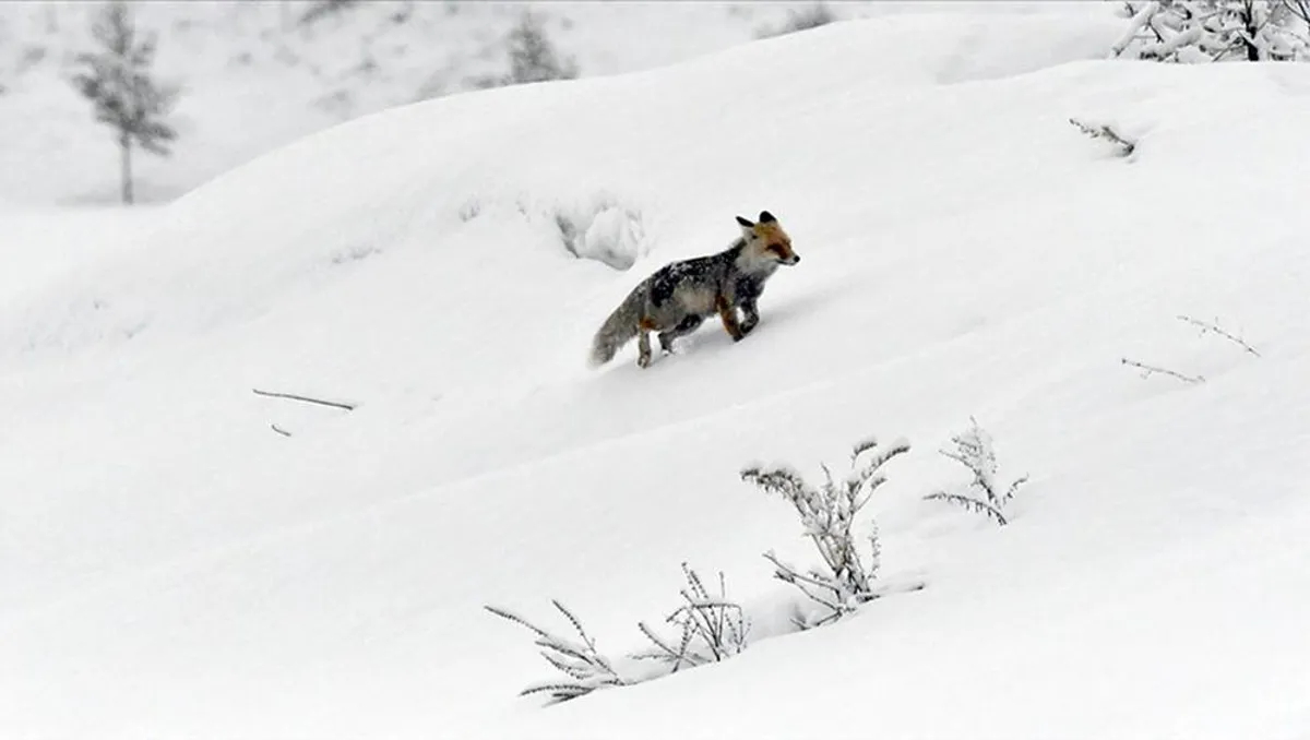 Li Bakurê Kurdistanê di meha Nîsanê de berf dibare