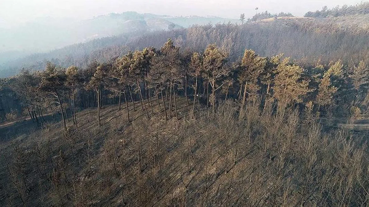 Li Adana çûn û hatina daristanan qexe kirin