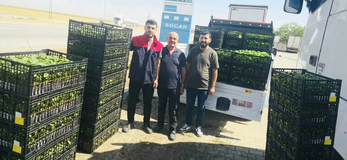 Li Cizîrê %75ê wê bi hibbe, şitlên sebzeyan dan cotyaran
